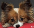 蝴蝶犬医护方法，蝴蝶犬医护的常见问题