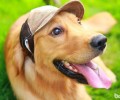 下列这几个方面证实你早已狠狠爱上小狗了