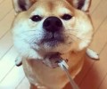 提高小狗长相的方式都有哪些？