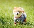 狗狗不吃东西的原因是什么？狗狗不吃东西该怎么办？