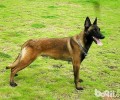东德牧羊犬胃口不太好该怎么办，东德牧羊犬胃口不太好的缘故