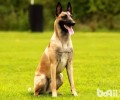 马犬幼犬补钙补锌的方式都有哪些？