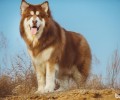 阿拉斯加犬的喂养成本费，喂养阿拉斯加犬的花销