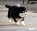 阿拉斯加犬幼狗怎么养，阿拉斯加犬幼狗喂养方法