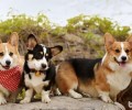 柯基幼犬怎样喂养，柯基呦犬喂养方式