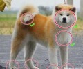 柴犬和秋田犬的差别都有哪些？