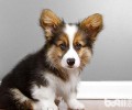 纯种柯基犬能够根据什么方法鉴别？