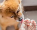 小狗喜爱舔脚的原因是什么？