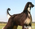 饲养阿富汗猎犬必须留意的地区都有哪些？