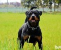 最合适变成家中巨型犬的四种小狗