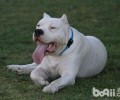 为何喂养杜高犬的人较为少?