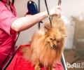 下列缘故对你说宠物造型为何比人美容护肤贵