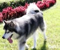 养阿拉斯加犬雪橇犬忌讳有什么？