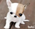 女生养什么狗比较好