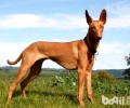 猎犬品种有什么？六大猎犬品种详细介绍