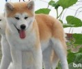 喂养秋田犬的常见问题，秋田犬的优势与劣势有什么？