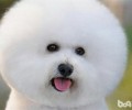 分析博美和比熊的优点和缺点，博美和比熊哪一个合适家里养？
