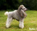 喂养泰迪犬以前必须提前准备什么物品呢？