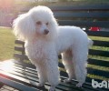 泰迪犬保养的方式，喂养泰迪犬日常的常见问题