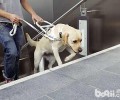 最合适变成导盲犬的小狗有什么，导盲犬训炼的常见问题