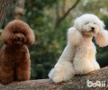 泰迪犬缺陷，泰迪犬的缺陷都有哪些？