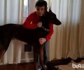 小狗比全都关键，美一男孩儿为救宠物狗狗摆地摊卖玩具