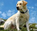 为何导盲犬大部分都挑选用金毛？