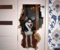 汇总五种最能拆家的狗狗，狗狗拆家
