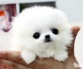 怎样才可以照料出环境卫生整洁沒有臭味的茶杯犬呢？