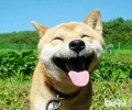 柴犬背毛泛白的原因是什么，怎样能够加重柴犬的背毛