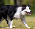 六大缘故对你说为什么不养边境牧羊犬