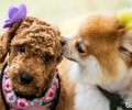 怀孕期能不能养动物？怀孕期养宠物的益处有什么？