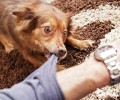 小狗得了狂犬病毒，还能活下吗？