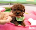 杯子狗能活多久？茶杯犬寿命