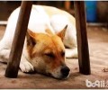 中华田园犬为何限养？中华田园犬限养缘故
