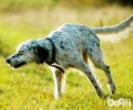 美国雪达犬如何喂养？美国雪达犬喂养常见问题