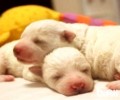 狗粮怎么泡？泡犬粮的方法