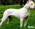 克罗地亚杜高犬好养吗？克罗地亚杜高犬喂养