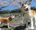 秋田犬性格如何？秋田犬性格分析