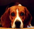 比格犬智商高吗？比格犬智商排行
