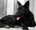 丹麦德牧犬如何？丹麦德牧犬详细介绍