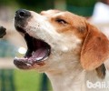 美国猎狐犬性情如何？美国猎狐犬性格介绍