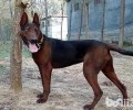 苏联红犬多少钱一只？苏联红犬价钱汇总