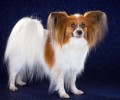 蝴蝶犬能長多少？蝴蝶犬为何养的人少