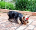 约克夏梗犬怎么养 约克夏梗犬好养吗