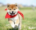 豆柴犬多少钱一只 豆柴犬和柴犬的差别