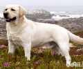 拉布拉多犬价钱 拉布拉多犬要多少钱