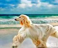 阿富汗猎犬多少钱一只 阿富汗猎犬价钱汇总