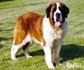 大型犬排名 全球五大大型狗你见过那类？