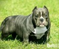 恶霸犬和比特犬的差别 恶霸犬和比特犬有哪些不一样